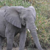  The Serengeti, TZ